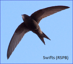 RSPB - swifts in manchester (opens in new tab)